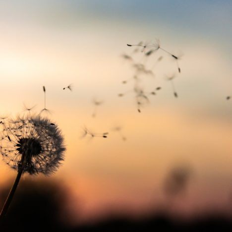 Blume bei Sonnenuntergang